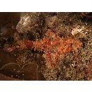 Scorpaenopsis cirrosa (Thunberg, 1793)