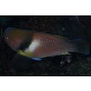 Choerodon azurio (Jordan et Snyder, 1901)