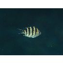 Abudefduf sexfasciatus (Lacepede, 1801)