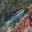 Scarus prasiognathos Valenciennes, 1840