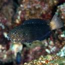 Chlorurus bowersi (Snyder, 1909)