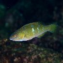 Scarus ghobban Forsskal, 1775