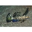 Dactylopus dactylopus (Valenciennes, 1837)