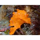 Antennarius pictus (Shaw, 1794)