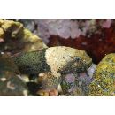 Bathygobius cyclopterus (Valenciennes, 1837)