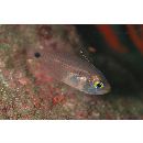 Taeniamia macroptera (Cuvier, 1828)