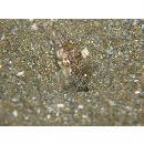 トンガリハゼ属の1種4