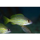 Lutjanus rufolineatus (Valenciennes, 1830)