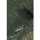 トンガリハゼ属の1種4