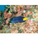 Ecsenius namiyei (Jordan et Evermann, 1902)