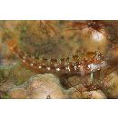 Mimoblennius atrocinctus (Regan, 1908)