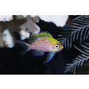 Odontanthias unimaculatus (Tanaka, 1917)