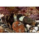 Astrabe flavimaculata Akihito et Meguro, 1988