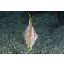 Antigonia rubescens (Gunther, 1860)