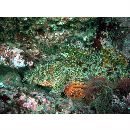 Scorpaenopsis cirrosa (Thunberg, 1793)