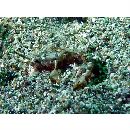 Gobiidae, indeterminate genus et species