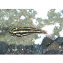 Ostorhinchus taeniophorus (Regan, 1908)