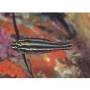 Ostorhinchus taeniophorus (Regan, 1908)