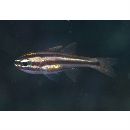 Ostorhinchus taeniophorus (Regan, 1908)