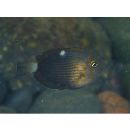 Acanthurus maculiceps (Ahl, 1923)