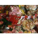 Scorpaenopsis vittapinna Randall et Eschmeyer, 2002