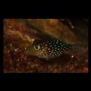 Canthigaster solandri (Richardson, 1845)