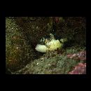 Balistoides viridescens (Bloch et Schneider, 1801)