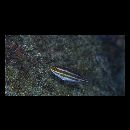 Scarus rubroviolaceus Bleeker, 1847