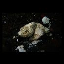 Scorpaenopsis neglecta Heckel, 1837