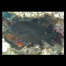 Stegastes obreptus (Whitley, 1948)