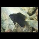 Stegastes albifasciatus (Schlegel et Muller, 1839)