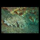 Inegocia ochiaii Imamura, 2010