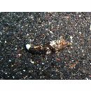 Paradiplogrammus corallinus (Gilbert, 1905)