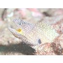 Gymnothorax nudivomer (Gunther, 1867)