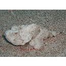 Scorpaenopsis macrochir Ogilby, 1910