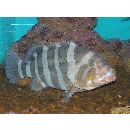 Epinephelus amblycephalus (Bleeker, 1857)