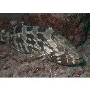 Epinephelus sp
