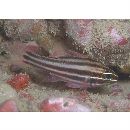 Ostorhinchus taeniophorus (Regan, 1908)