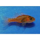 Apogon kominatoensis Ebina, 1935