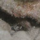 Fowleria vaiulae (Jordan et Seale, 1906)