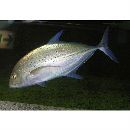 Caranx melampygus Cuvier, 1833