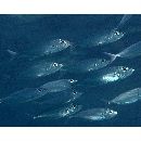 Decapterus maruadsi (Temminck et Schlegel, 1844)