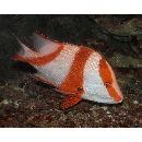 Lutjanus sebae (Cuvier, 1828)