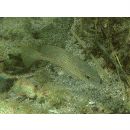 Plectorhinchus flavomaculatus (Ehrenberg, 1830)