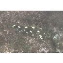 Cirrhitus pinnulatus (Schneider, 1801)