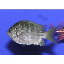 Abudefduf notatus (Day, 1870)