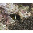 Chrysiptera brownriggii (Bennett, 1828)