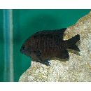 Stegastes obreptus (Whitley, 1948)