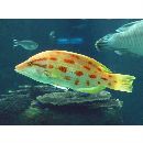 Bodianus oxycephalus (Bleeker, 1862)