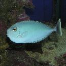 Naso brevirostris (Cuvier, 1829)